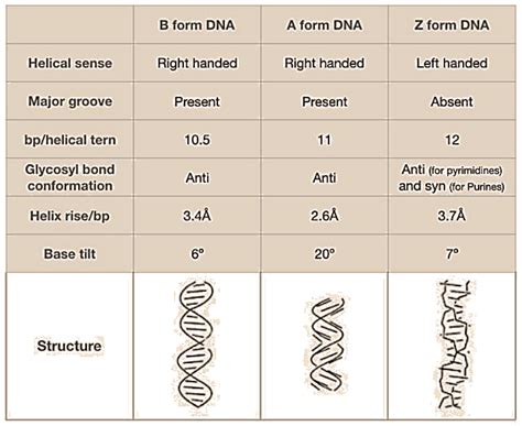 b dna and z dna difference